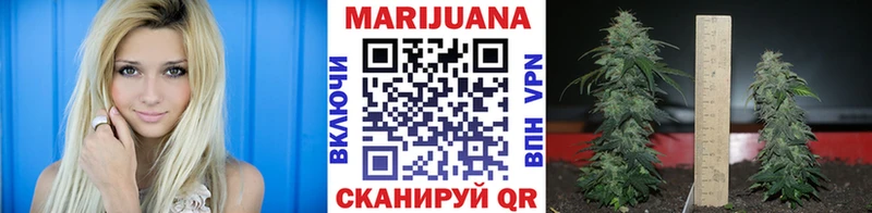 Конопля OG Kush Кедровый